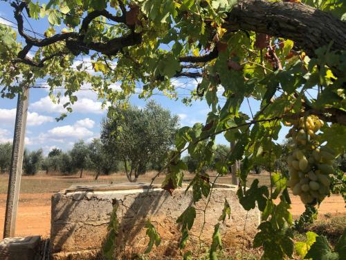 Apartamento I Trulli Della Masseria Del Salento