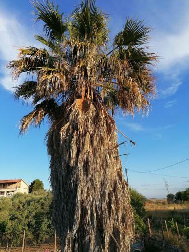 Villa-san-francisco-palma-di-montechiaro-agrigento