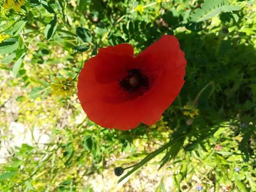 Bed & Breakfast Villa Apollonia