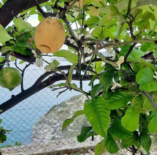 Apartamento Casa Con Giardino A Picco Sul Mare