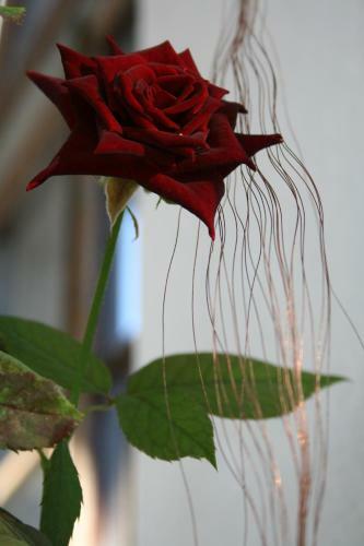 Hostal La Torre Di Pieve
