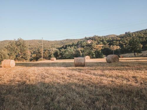 Nest In The Woods - Nido Nel Bosco