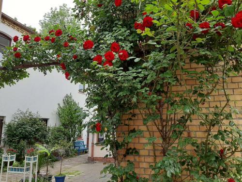 Apartamento Fewo Rosenbl�te Am Stadtpark
