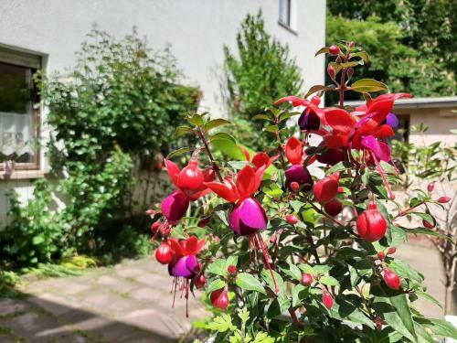 Apartamento Fewo Rosenbl�te Am Stadtpark