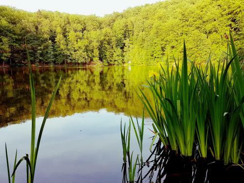 Ferienhaus Direkt Am See Mobilheim Am Sch�nsee