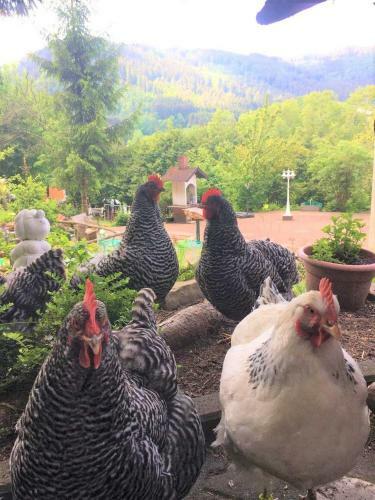 Hostal Waldnest Odenwald
