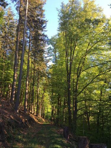 Hostal Waldnest Odenwald