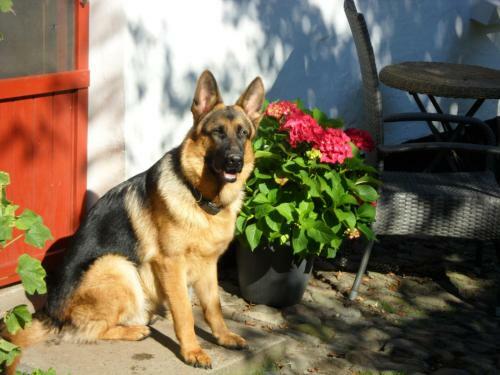Lille Degnb�l Holiday House