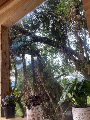 Casa En El �rbol Glamping Urantia