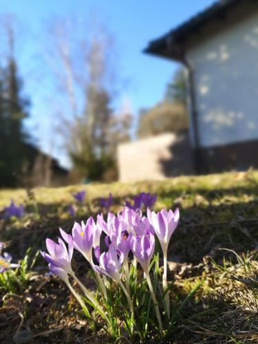 Haus Zur Lachenden Lieselotte