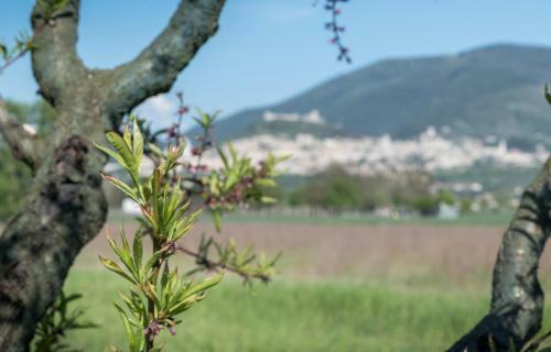 Bed & Breakfast Camere Mariella