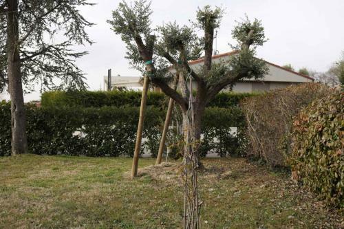 Apartment In Bardolino - Gardasee 39739