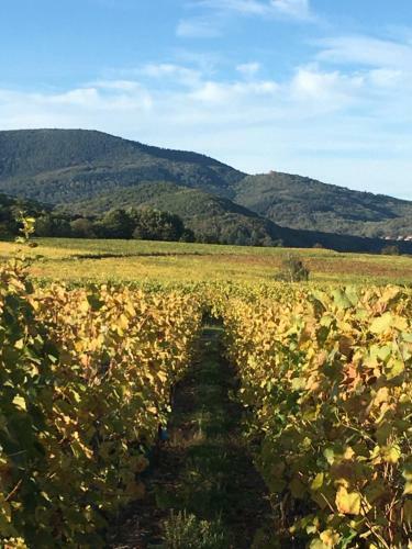 Bed & Breakfast Maison D'h�tes Les Jardins De Madeleine