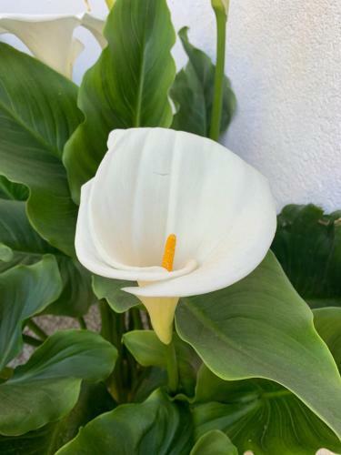 Bed & Breakfast Bnb Le Janas
