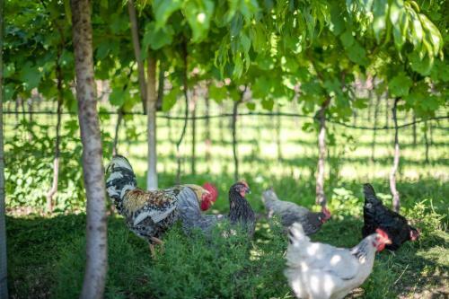 Bed & Breakfast R�sslhof