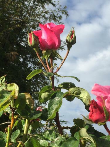 Bed & Breakfast Jardin D'arcy
