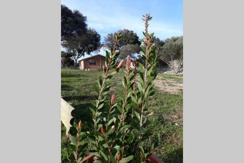 Chalet Climatis� Santa Maria � Bonifacio
