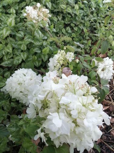 Le Domaine Des Jardins De Bracquetuit
