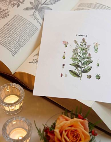 B&B Lobelia-brugge