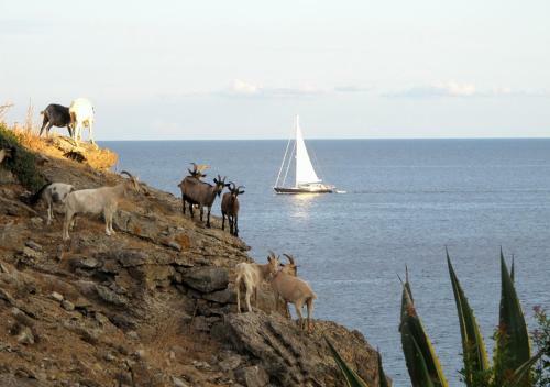 Isola D'elba Come In Barca, A Un Tuffo Dal Mare