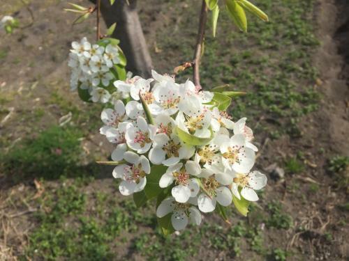 Bed & Breakfast Il Giardino Di Nonno Agostino