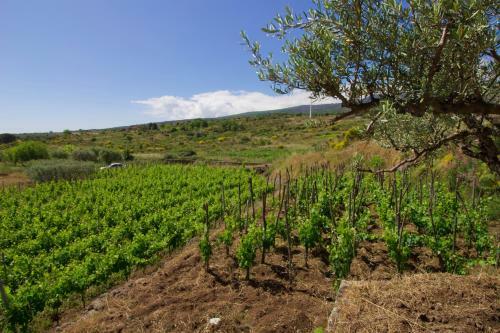 Agroturismo Etna Country House