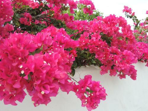Villa Bougainvillea Aruba, The Tango Suite