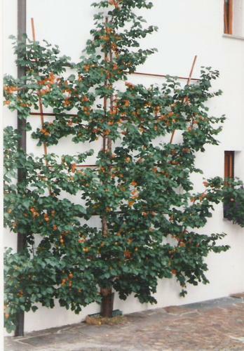 Apartamento Landhaus Brigitta