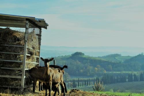 Bed & Breakfast Agriturismo Fattoria Le Caprine