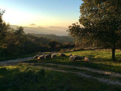 Agroturismo Fattoria Bio L'a Ceccoli