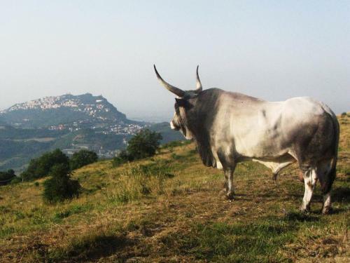 Agroturismo Fattoria Bio L'a Ceccoli