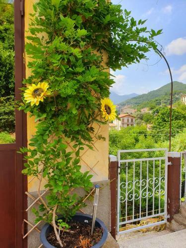 Bed & Breakfast Il Girasole ...at Andorus' House