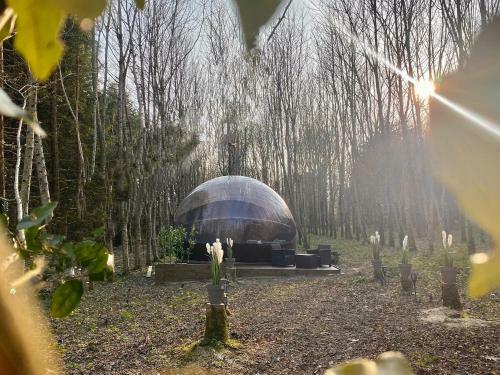 La Bulle "bubble Jungle"