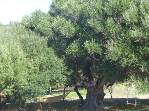 Apartamento Gli Olivastri -casa Corbezzolo