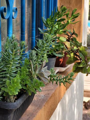 La Casa De Las Plantas
