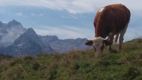 Hostal Haus Alpengru�
