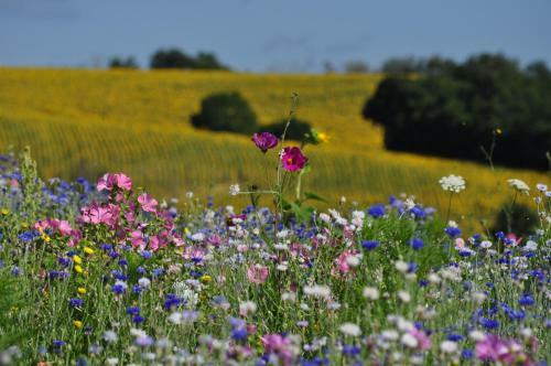 Bed & Breakfast Bordeneuve Spa Et Bien-�tre