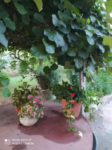 B&B Villa Sabrina