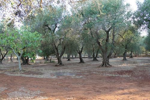 Villetta Salento Lu Trolitu