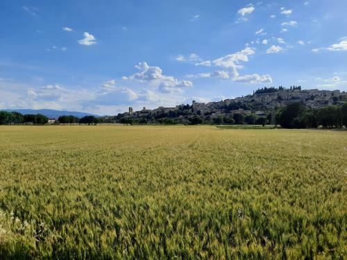 Apartamento La Casa Tra Gli Ulivi