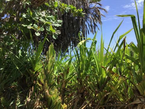 Villa Sawa Sawa Cottage - Boutique Lamu Cottage In Diani
