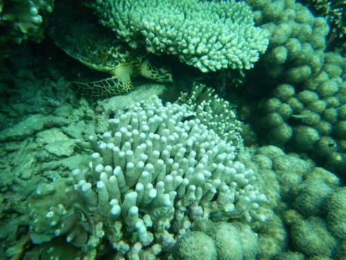 Wasini Raha Snorkeling And Diving