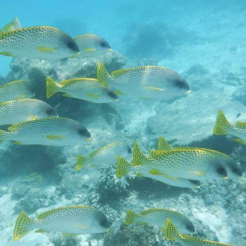 Wasini Raha Snorkeling And Diving