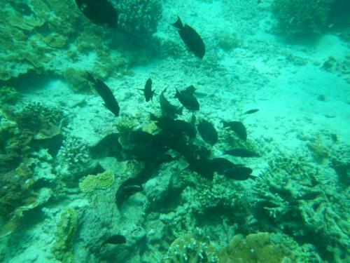 Wasini Raha Snorkeling And Diving