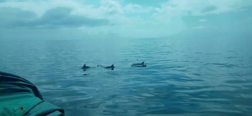 Wasini Raha Snorkeling And Diving
