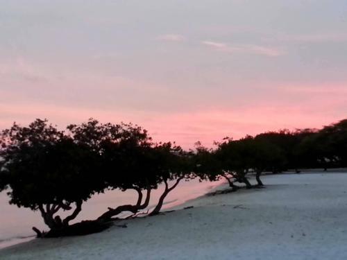 Hotel Aruba Surfside Marina