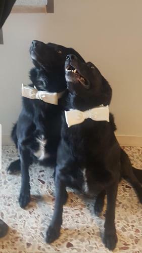 B&B Forsesiforseno