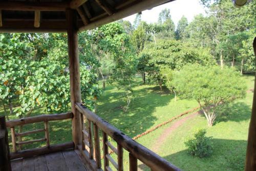 Hotel Jungle Lodge