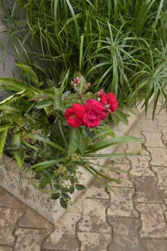 Lovie Apartment