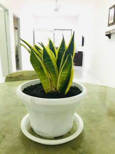 Alyn Homestay Batu Pahat II
